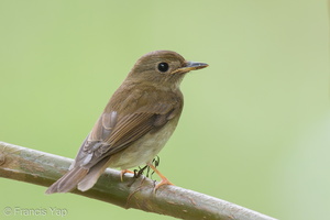 Brown-chested Jungle Flycatcher-121012-102EOS1D-FY1X5043-W.jpg