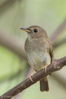 Brown-chested Jungle Flycatcher-140410-115EOS1D-FY1X4695-W.jpg