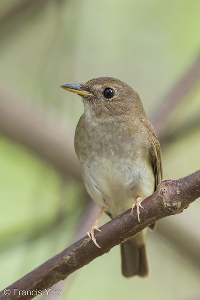 Brown-chested_Jungle_Flycatcher-140410-115EOS1D-FY1X4695-W.jpg