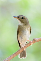 Brown-chested Jungle Flycatcher-191011-100MSDCF-FYP05716-W.jpg