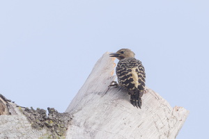 Buff-rumped Woodpecker-190605-117ND500-FYP_7025-W.jpg
