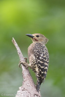 Buff-rumped Woodpecker-190617-117ND500-FYP_8768-W.jpg
