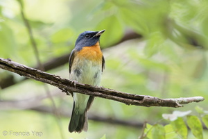 Chinese Blue Flycatcher-201011-103CANON-FY5R8292-W.jpg