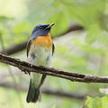 Chinese_Blue_Flycatcher-201011-103CANON-FY5R8292-W.jpg