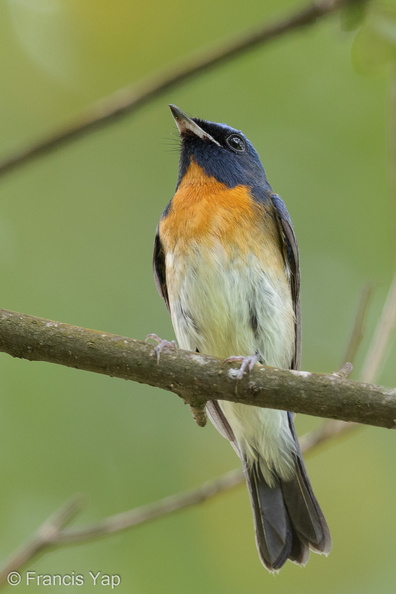 Chinese_Blue_Flycatcher-201011-103CANON-FY5R9475-W.jpg
