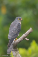 Chinese Sparrowhawk-181024-112ND500-FYP_2165-W.jpg