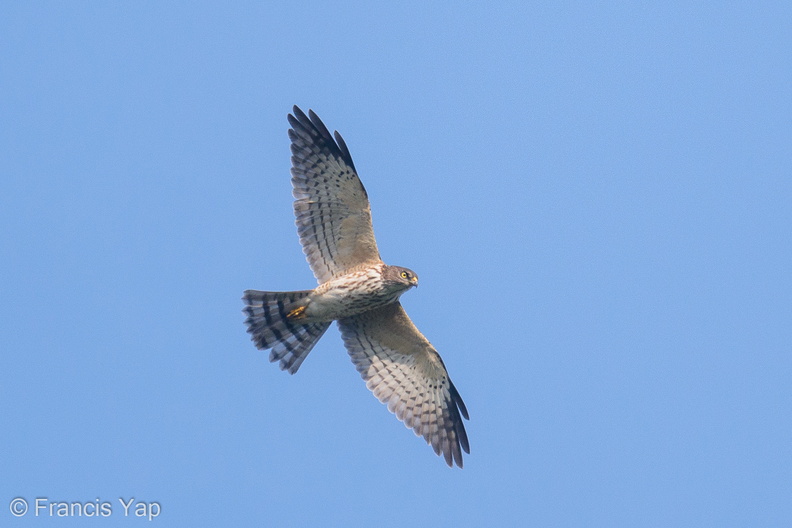 Chinese_Sparrowhawk-201031-122MSDCF-FYP01002-W.jpg