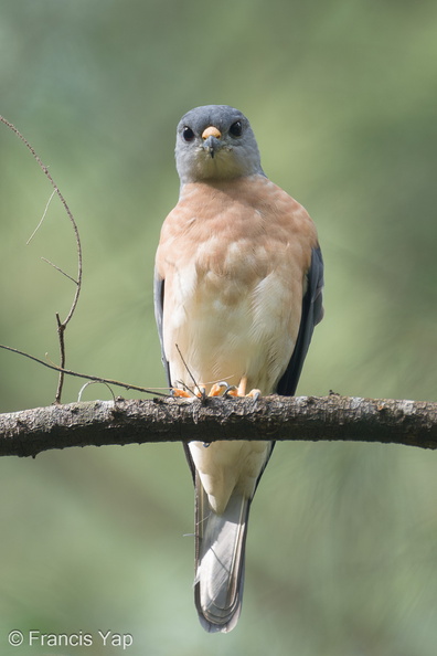 Chinese_Sparrowhawk-221231-161MSDCF-FYP06548-W.jpg