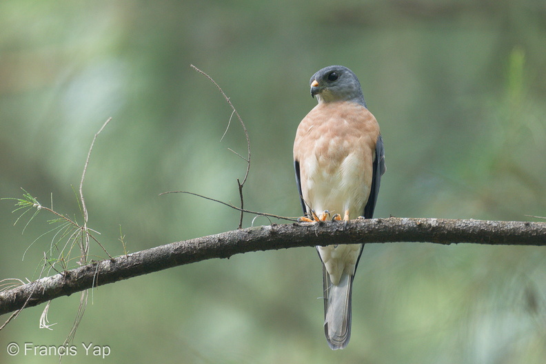 Chinese_Sparrowhawk-221231-161MSDCF-FYP06758-W.jpg