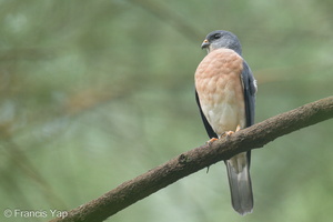 Chinese Sparrowhawk-230102-162MSDCF-FYP06077-W.jpg