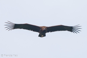 Cinereous Vulture-211230-135MSDCF-FRY02755-W.jpg