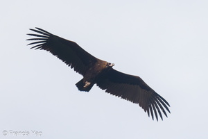 Cinereous Vulture-211230-135MSDCF-FRY02817-W.jpg