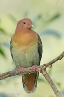Cinnamon-headed Green Pigeon-160302-102EOS5D-FY5S3457-W.jpg