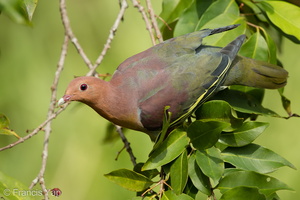 Cinnamon-headed Green Pigeon-160306-102EOS5D-FY5S3559-W.jpg