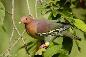Cinnamon-headed Green Pigeon-160306-102EOS5D-FY5S3585-W.jpg