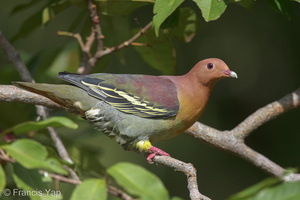 Cinnamon-headed Green Pigeon-160306-124EOS1D-FY1X0845-W.jpg