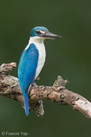 Collared Kingfisher-140628-117EOS1D-FY1X3942-W.jpg