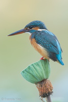 Common Kingfisher-160218-123EOS1D-FY1X5601-W.jpg
