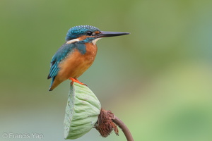 Common Kingfisher-171219-106ND500-FYP_6643-W.jpg
