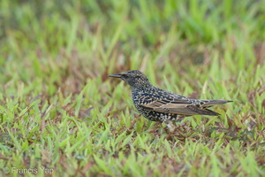 Common Starling-211213-133MSDCF-FRY01034-W.jpg
