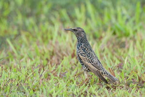 Common Starling-211213-133MSDCF-FRY01090-W.jpg