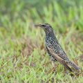 Common_Starling-211213-133MSDCF-FRY01090-W.jpg