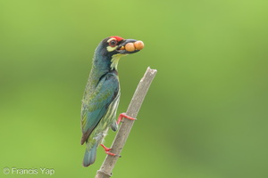 Coppersmith Barbet-240405-222MSDCF-FYP01966-W.jpg