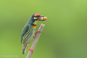 Coppersmith Barbet-240405-222MSDCF-FYP02626-W.jpg