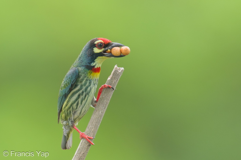 Coppersmith_Barbet-240405-222MSDCF-FYP02626-W.jpg