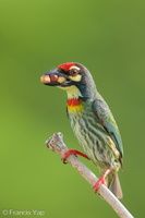 Coppersmith Barbet-240408-222MSDCF-FYP08302-W.jpg