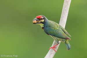 Coppersmith Barbet-240408-222MSDCF-FYP08754-W.jpg