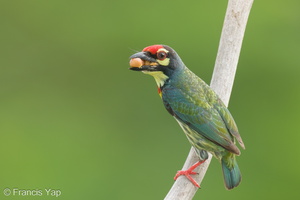 Coppersmith Barbet-240408-222MSDCF-FYP08826-W.jpg