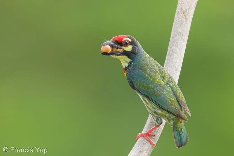 Coppersmith_Barbet-240408-222MSDCF-FYP08826-W.jpg