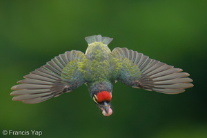Coppersmith Barbet-240415-224MSDCF-FYP02336-W.jpg