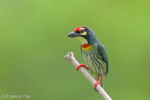 Coppersmith Barbet-240415-224MSDCF-FYP03720-W.jpg