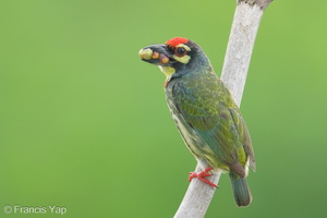 Coppersmith Barbet-240416-224MSDCF-FYP07252-W.jpg