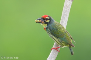 Coppersmith Barbet-240416-224MSDCF-FYP07366-W.jpg