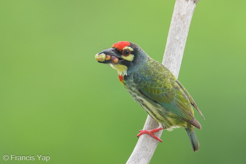 Coppersmith_Barbet-240416-224MSDCF-FYP07366-W.jpg