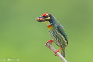 Coppersmith Barbet-240416-224MSDCF-FYP07531-W.jpg