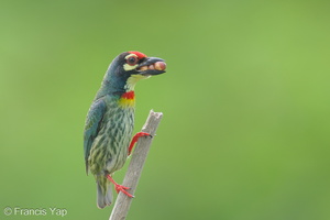 Coppersmith Barbet-240416-224MSDCF-FYP07888-W.jpg