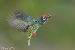 Coppersmith Barbet-240418-225MSDCF-FYP01785-W.jpg