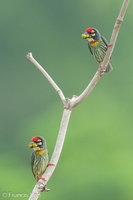 Coppersmith Barbet-240418-225MSDCF-FYP02615-W.jpg