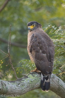 Crested Serpent Eagle-140929-118EOS1D-FY1X6959-W.jpg