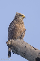 Crested Serpent Eagle-210620-114MSDCF-FRY02676-W.jpg