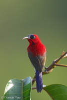 Crimson Sunbird-171110-115EOS1D-F1X21760-W.jpg