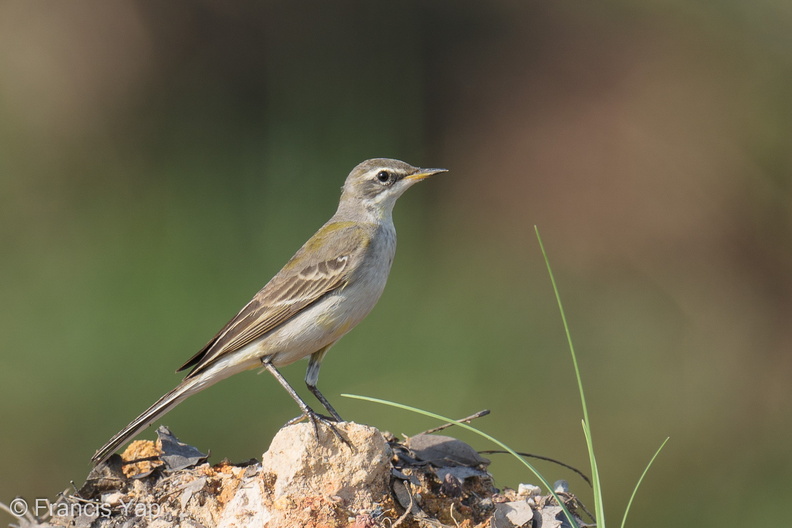 Eastern_Yellow_Wagtail-191027-101MSDCF-FYP08479-W.jpg