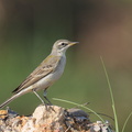 Eastern_Yellow_Wagtail-191027-101MSDCF-FYP08479-W.jpg