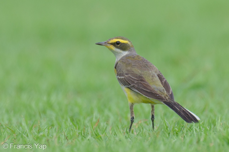 Eastern_Yellow_Wagtail-240121-214MSDCF-FYP03780-W.jpg