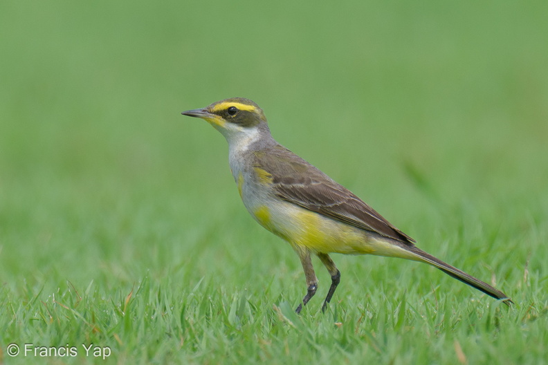 Eastern_Yellow_Wagtail-240121-214MSDCF-FYP03889-W.jpg