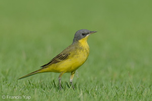 Eastern Yellow Wagtail-240413-223MSDCF-FYP09653-W.jpg